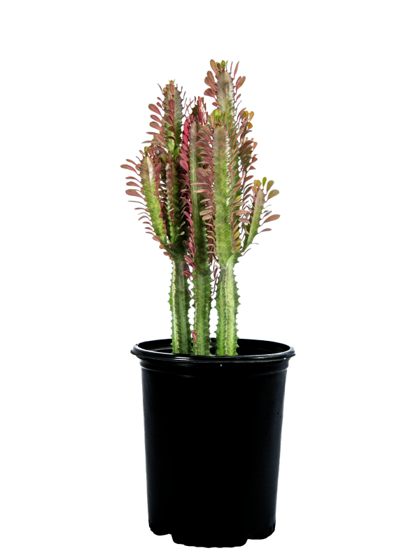 Euphorbia trigona  rubra  - Ruby Red Trigona Cheap