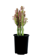 Euphorbia trigona  rubra  - Ruby Red Trigona Cheap