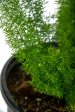 Asparagus meyeri - Foxtail Fern Hot on Sale