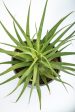 Agave bracteosa - Squid Agave For Sale