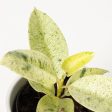 Ficus Shivereana Moonshine | Rubber Plant Fashion