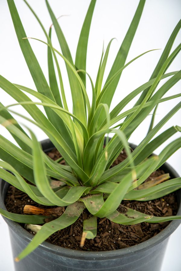 Agave bracteosa - Squid Agave For Sale