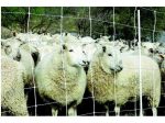 2 Rolls 35 X164  Gallagher Sheep Net Kit + Ground Rod Online now