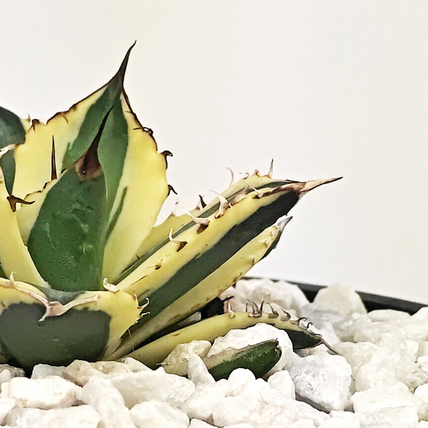 Agave titanota  Snaggle Tooth  Online Hot Sale