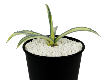 Agave americana medio-picta  Gold  Online now