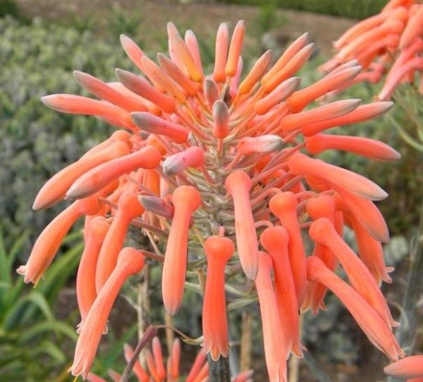 Aloe maculata (Syn. A. saponaria) - Tiger aloe For Cheap