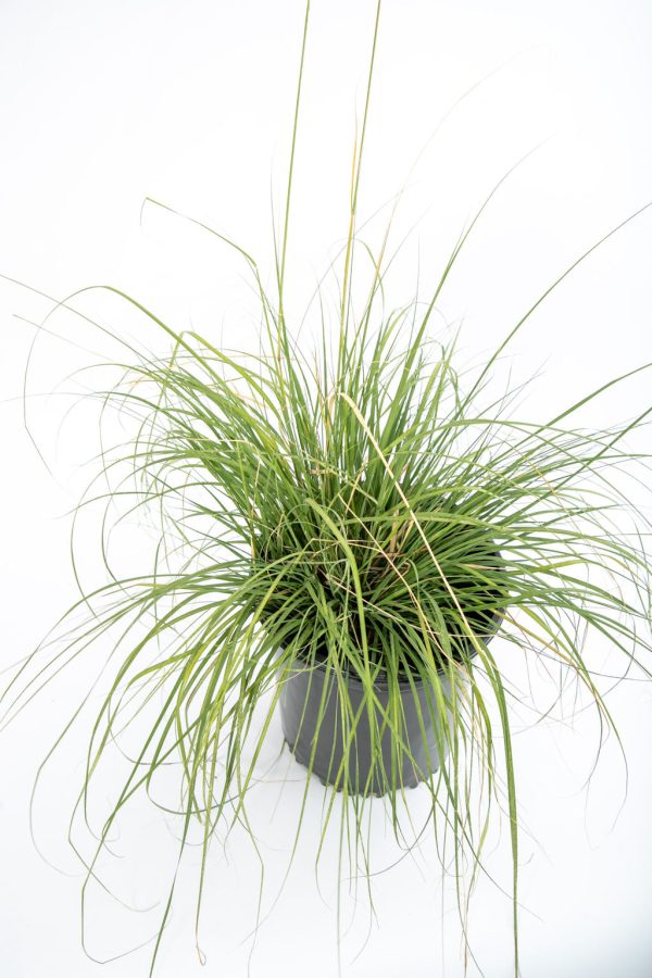 Muhlenbergia lindheimeri - Lindheimer s muhly grass Online Hot Sale