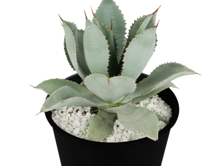 Agave pygmae  Dragon Toes  Cheap