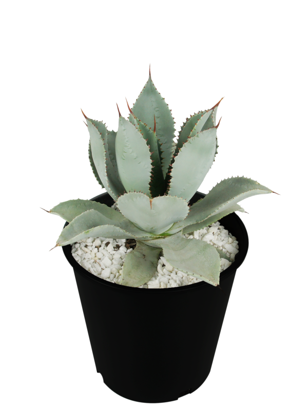 Agave pygmae  Dragon Toes  Cheap