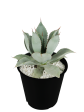 Agave pygmae  Dragon Toes  Cheap