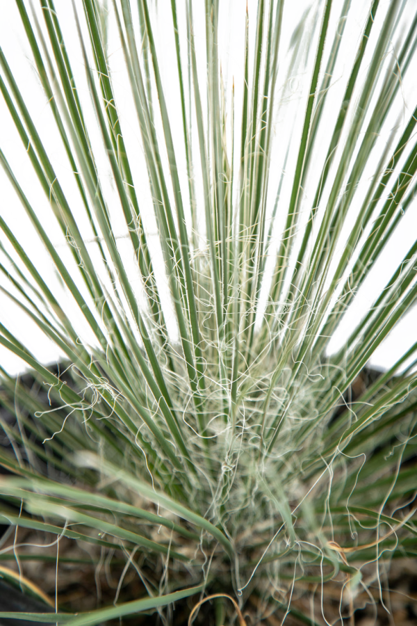 Yucca elata - Soaptree Yucca Sale