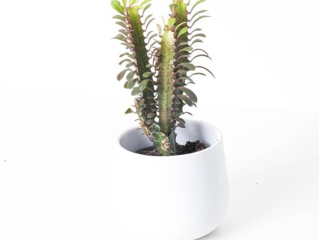 Euphorbia Trigona Rubra Online now