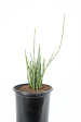 Euphorbia antisyphilitica - Candelilla Cheap