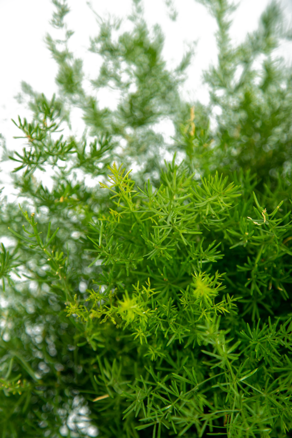 Asparagus sprengeri - Asparagus Fern Cheap