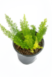 Asparagus meyeri - Foxtail Fern Hot on Sale