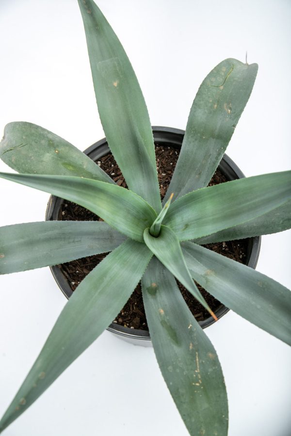 Agave weberi - Weber Agave Hot on Sale