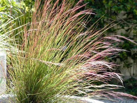 Aristida purpurea - Purple threeawn grass Discount