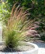 Aristida purpurea - Purple threeawn grass Discount