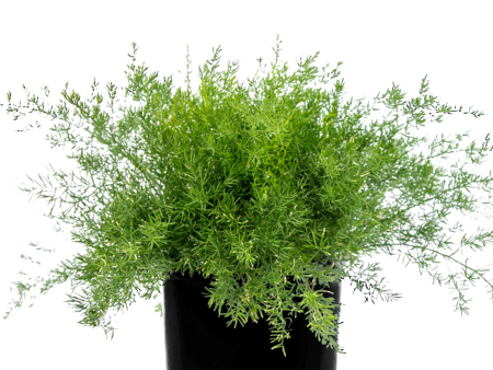 Asparagus sprengeri - Asparagus Fern Cheap