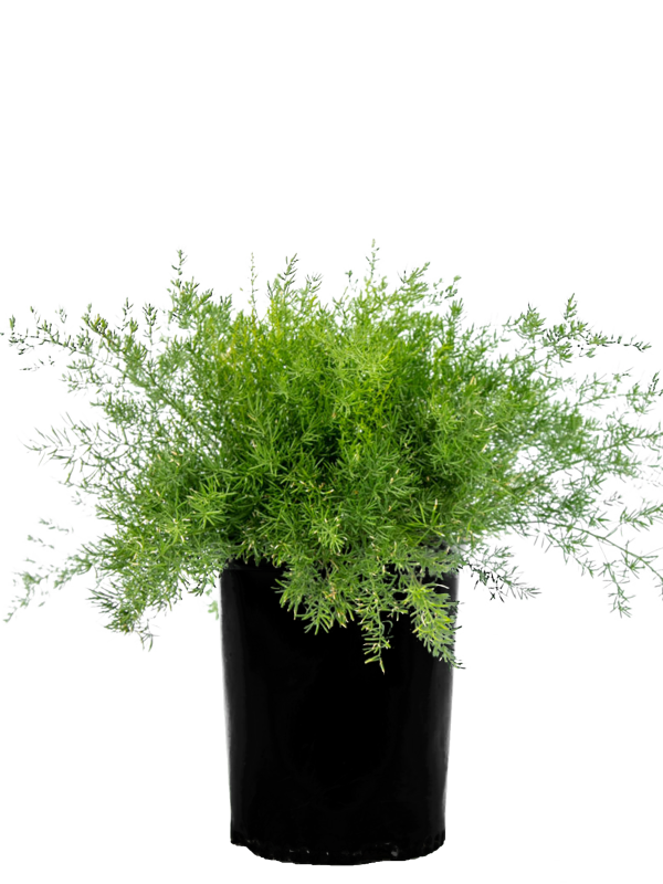 Asparagus sprengeri - Asparagus Fern Cheap