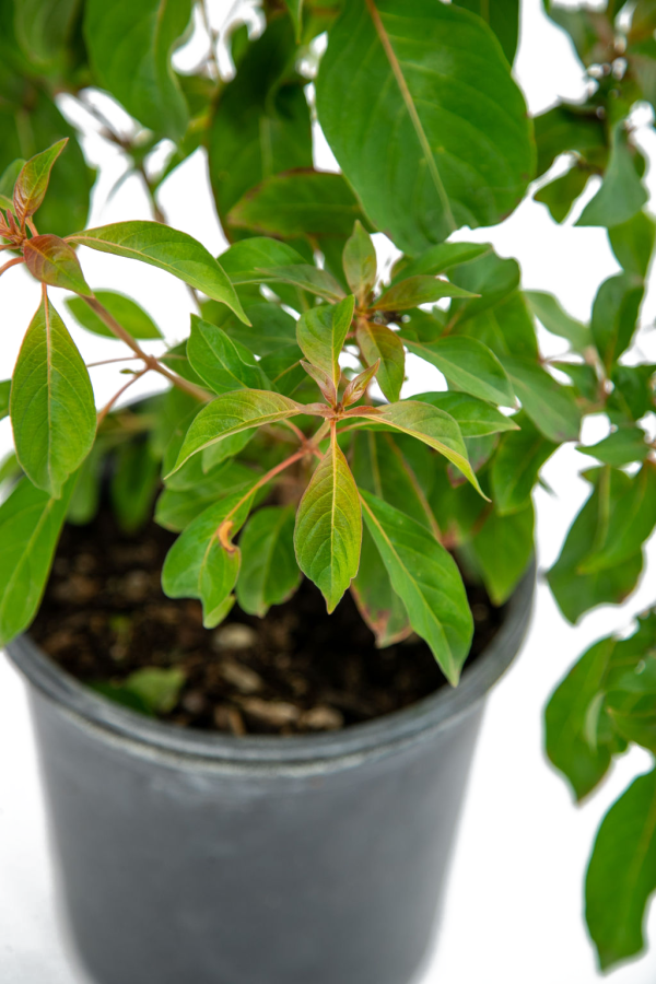 Hamelia patens - Red Firecracker Bush For Sale