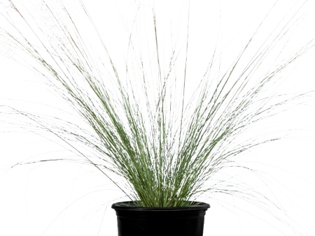 Muhlenbergia capillaris - Pink muhly grass For Cheap