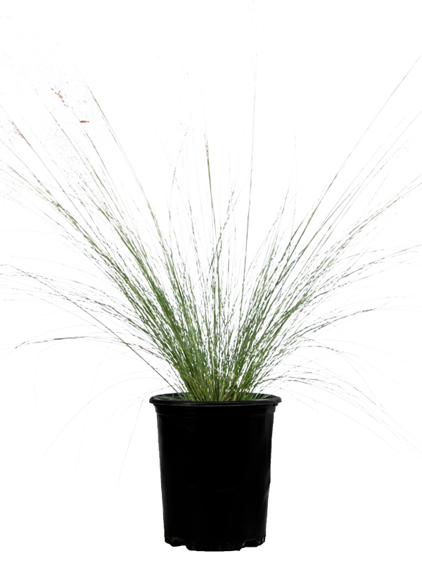 Muhlenbergia capillaris - Pink muhly grass For Cheap