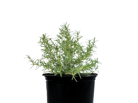 Rosmarinus officinalis - Upright Rosemary Online