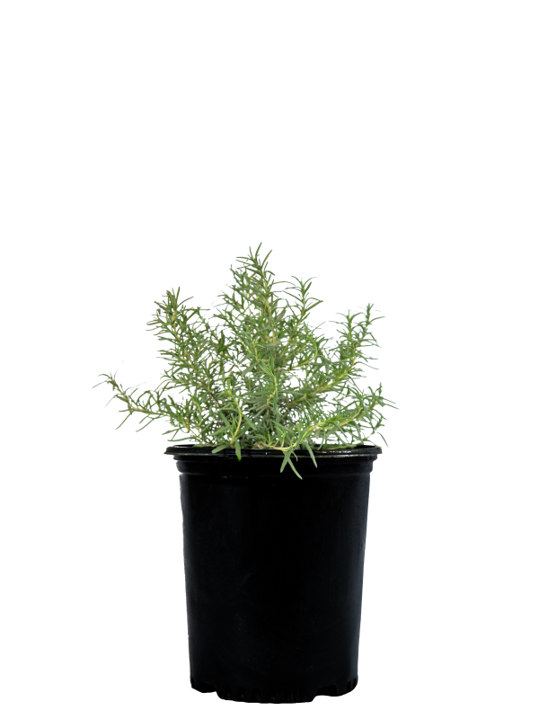 Rosmarinus officinalis - Upright Rosemary Online