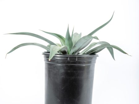 Agave weberi - Weber Agave Hot on Sale