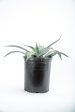 Agave weberi - Weber Agave Hot on Sale