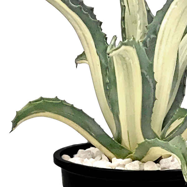 Agave a. medio-picta  alba  - White-Striped Century Plant For Discount