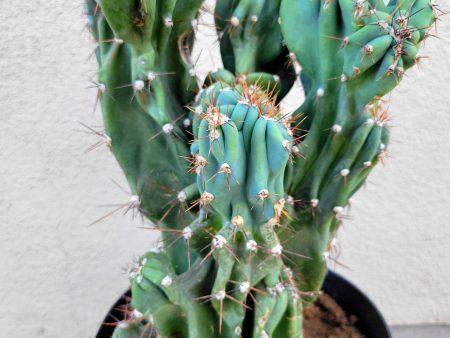 Cereus peruvianus  Monstrosus  - Monstrous Peruvian apple cactus Cheap