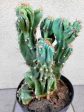 Cereus peruvianus  Monstrosus  - Monstrous Peruvian apple cactus Cheap