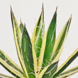 Agave schidigera  Royal Flush  Discount