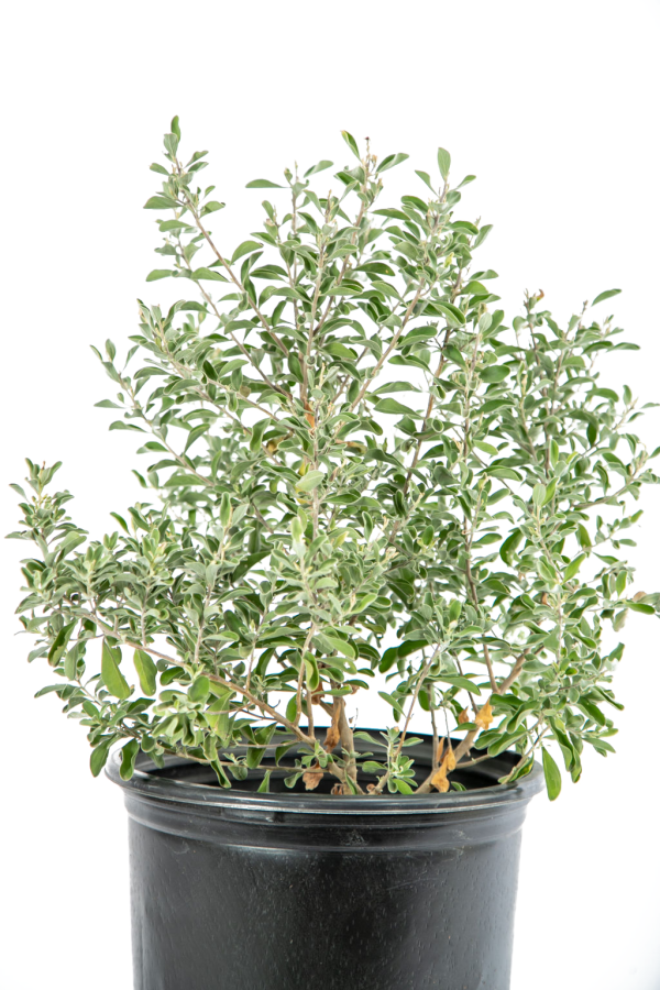 Leucophyllum spp.- Texas sage Cheap