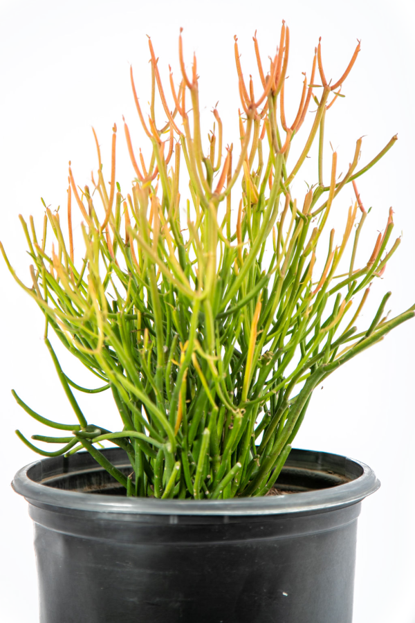 Euphorbia tirucalli  Firestick  - Sticks on Fire Online Hot Sale