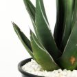 Agave nickelsiae (syn. A. ferdinandi-regis) - King Ferdinand Agave Online now