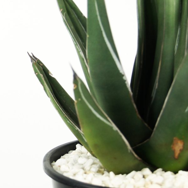 Agave nickelsiae (syn. A. ferdinandi-regis) - King Ferdinand Agave Online now