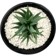 Aloe brevifolia  Blue Elf  For Discount