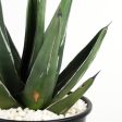 Agave nickelsiae (syn. A. ferdinandi-regis) - King Ferdinand Agave Online now