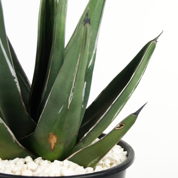 Agave nickelsiae (syn. A. ferdinandi-regis) - King Ferdinand Agave Online now