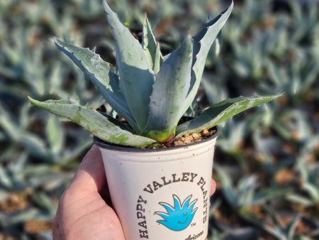 Agave ovatifolia  Frosty Blue  - Whale s Tongue Agave For Cheap