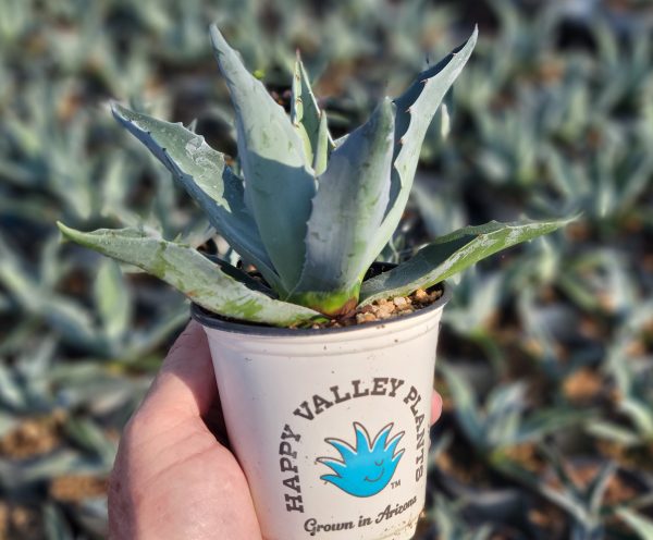 Agave ovatifolia  Frosty Blue  - Whale s Tongue Agave For Cheap