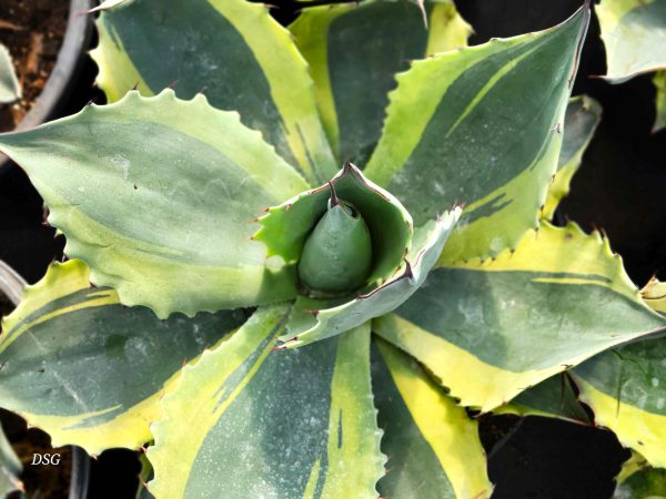 Agave ovatifolia  Orca  - Variegated Whale s Tongue Online