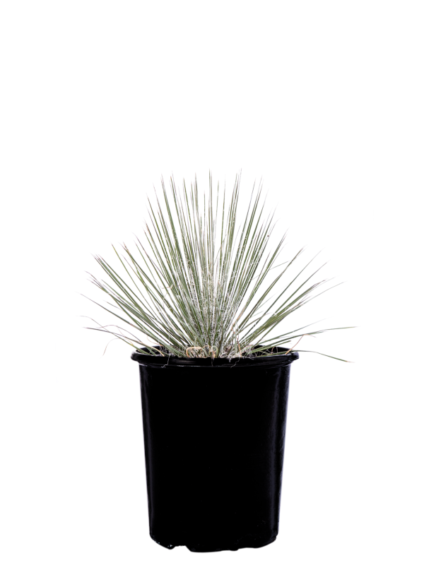 Yucca elata - Soaptree Yucca Sale