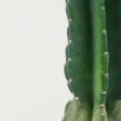 Cereus peruvianus - Peruvian Apple Cactus Discount