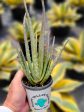 Aloe barbadensis - Medicinal Aloe, Aloe vera Supply