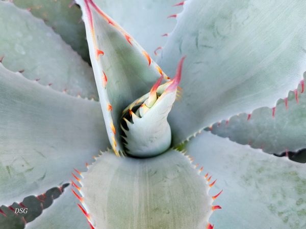 Agave parryi v. huachucensis Online Hot Sale