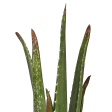 Aloe barbadensis - Aloe vera-orange Online now